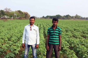 Farmer Pradeep Kumar (left) on his line sown sunflower field. Photo: Ashwamegh Banerjee/CIMMYT.